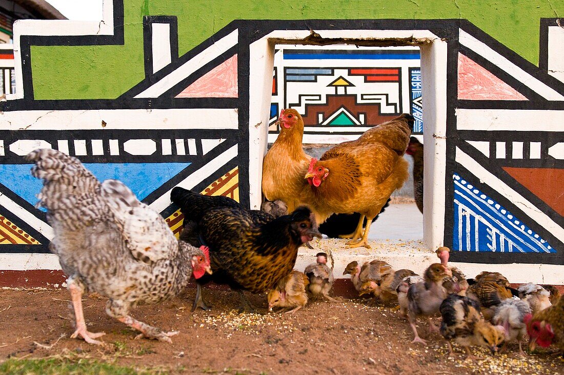 Africa, South Africa, Mpumalanga Province, KwaNdebele, Ndebele tribe, Mabhoko village, chicken of the artist Francina Ndimande