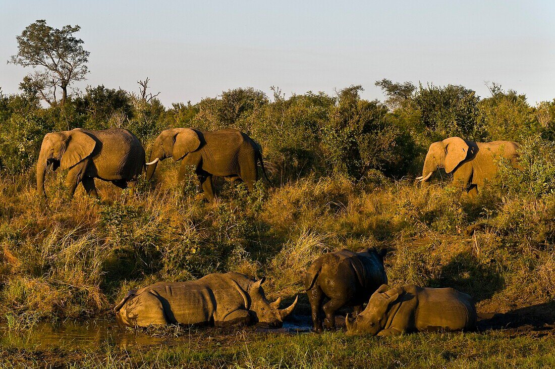 Africa, South Africa, Mpumalanga province (Eastern Transvaal), Sabi Sand Game Reserve, Savanna Private Game Reserve, elephants (Loxodonta africana) and white rhinoceros (Ceratotherium simum)