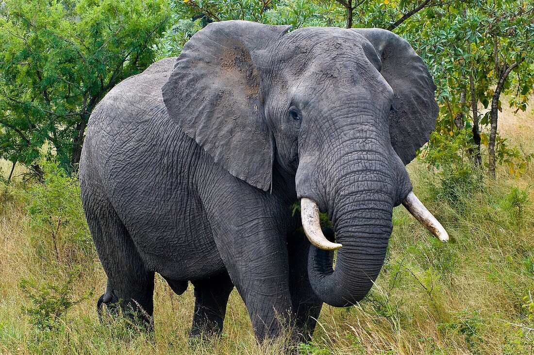 Africa, South Africa, Mpumalanga province (Eastern Transvaal), Kruger National Park, elephant (Loxodonta africana)
