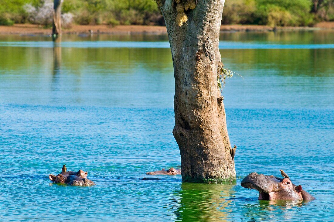 Africa, South Africa, Mpumalanga province (Eastern Transvaal), Kruger National Park, hippopotamus (Hippopotamus amphibius)