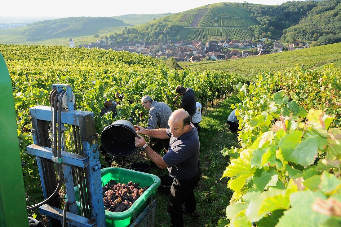 Grape-gathering in Alsace