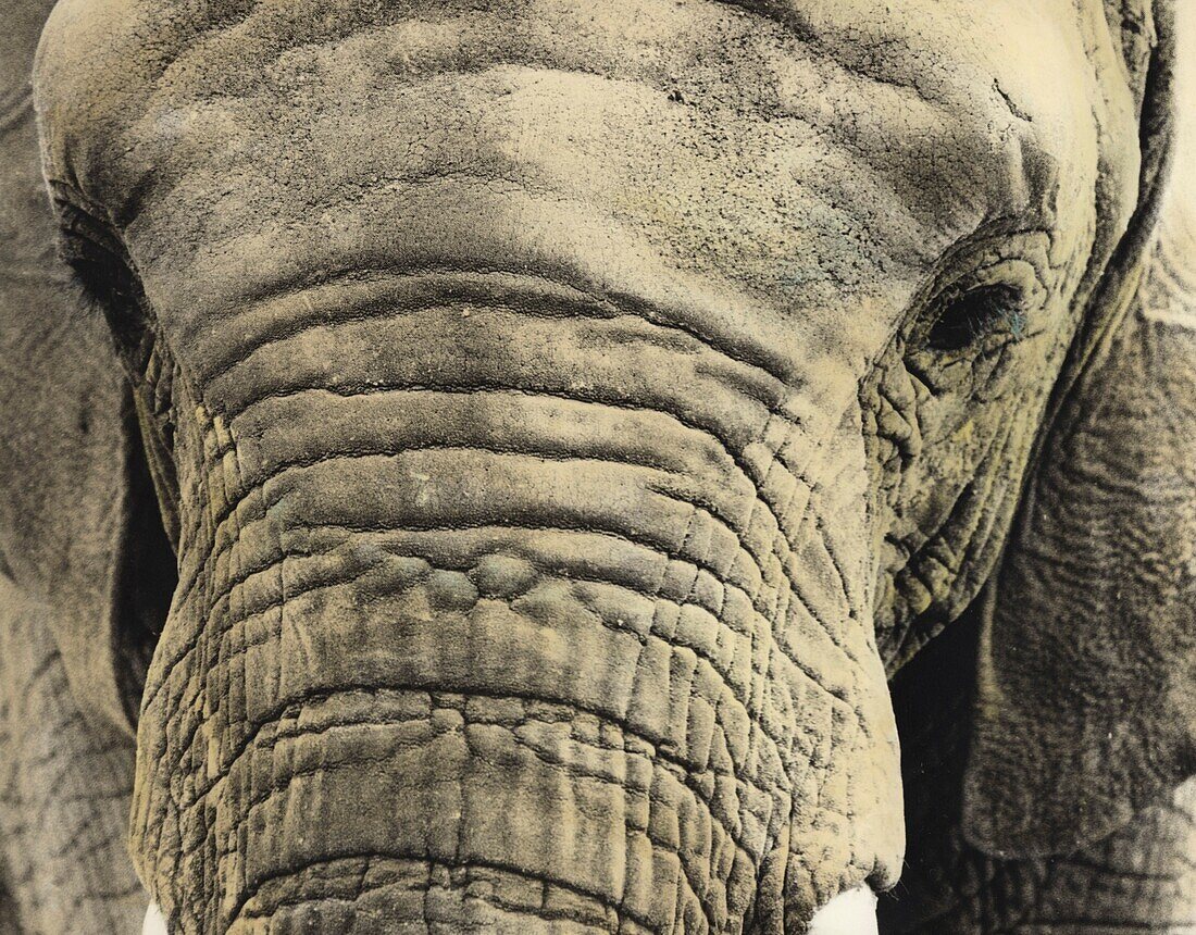 Painted photograph, close-up portrait  of an elephant on photographic barite paper