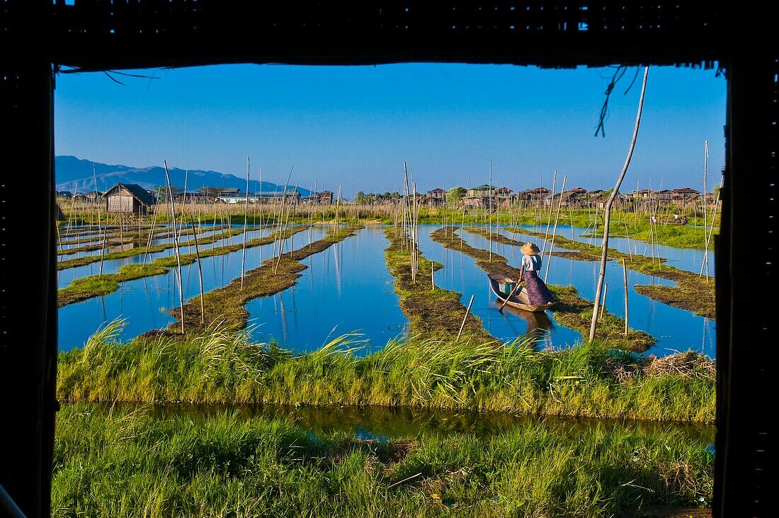 Myanmar (Burma), Shan State, Inle Lake, U Kyaw Hla checking his tomatoe plantations in his floating garden on dugout canoe