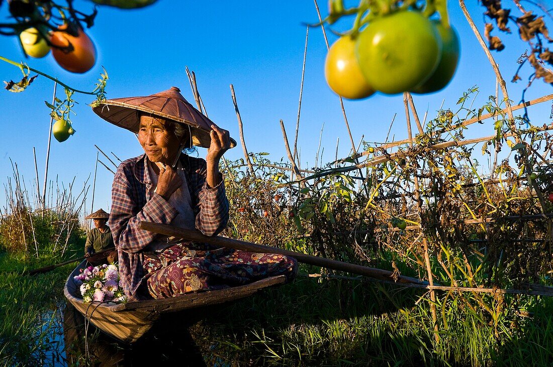 Myanmar (Burma), Shan State, Inle Lake, Daw Ni and Ma Hnaung harvesting tomatoes in their floating garden