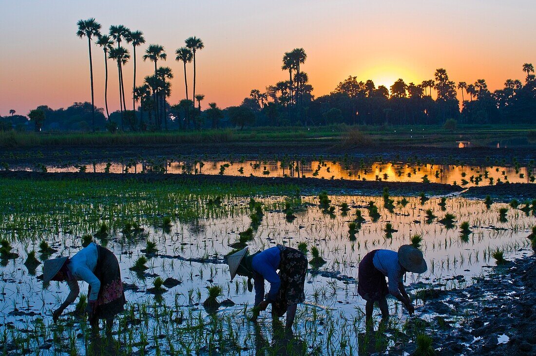 Myanmar (Burma), Mandalay State, Ava, Ma Te Tin, Marmaraye and San San Win planting rice shoots