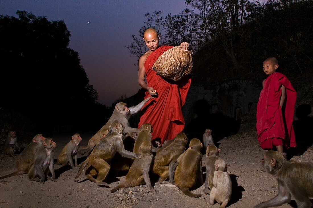 Myanmar (Burma), Sagaing State, Hpo Win Mounts, Po Win Daung, the monk Ashin Withaut Da and the bonze Ashin Thone Dara feed the numerous monkeys  living around the caves