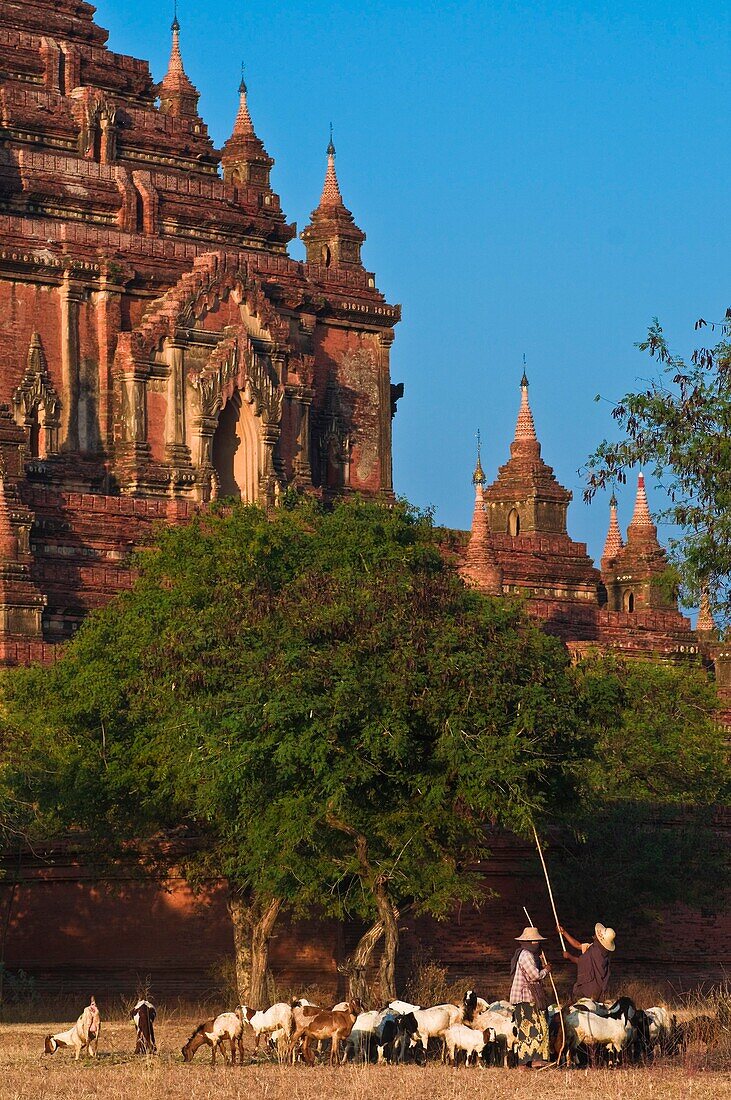 Myanmar (Burma), Mandalay State, Bagan (Pagan), Old Bagan, Sulamani Temple (Pahto Sulamani, end 12th), shepherd with his goats