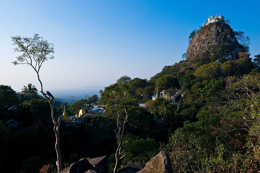 Myanmar (Burma), Mandalay State, Popa Mount, the Popa Taung Kalat monastery towers above 737 meters on an ancient volcano extinct since 250 000 years