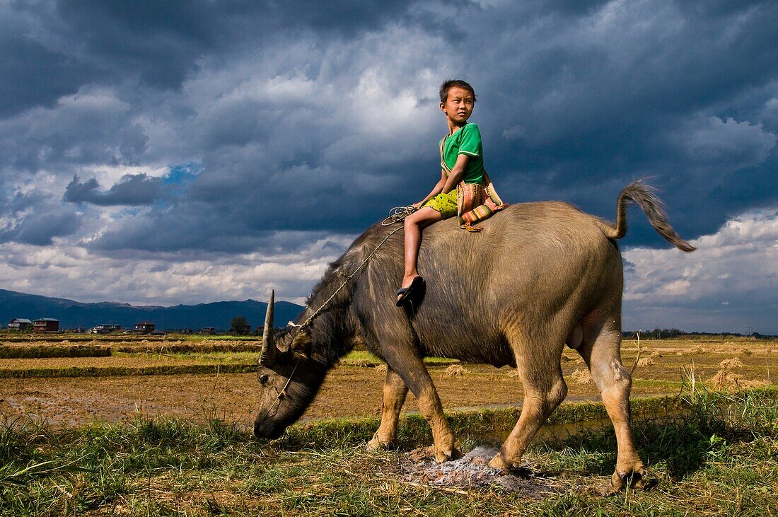 Myanmar (Burma), Shan State, Inle Lake, near Inn Dein, the young Myo Thet Naing sitting on a buffalo