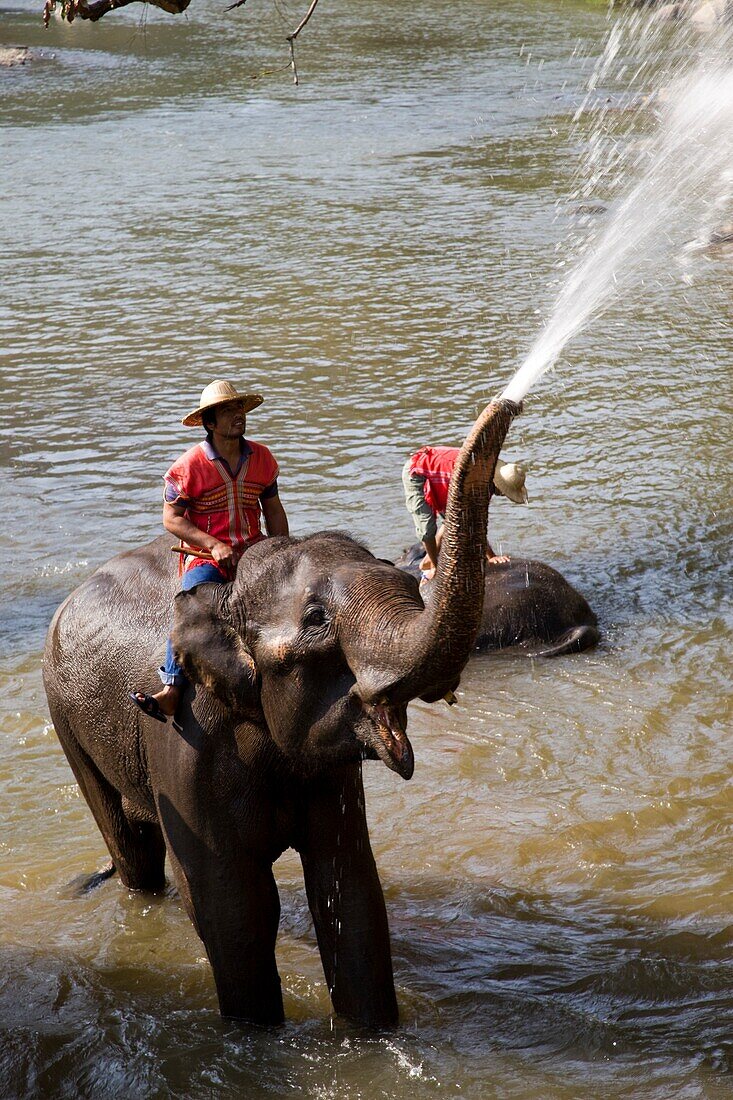 Thailand,Chiang Mai,Elephant Camp,Elephants Bathing