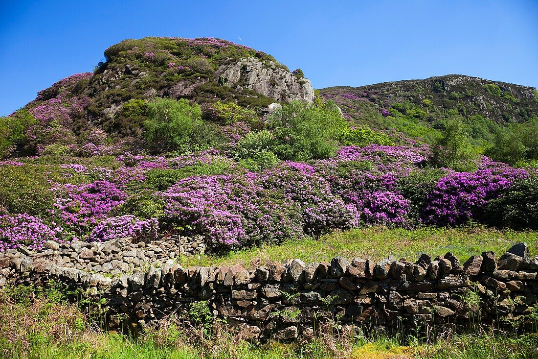 Wales,Gwynedd,Snowdonia National Park, Rhododendrons in Bloom and Mountains