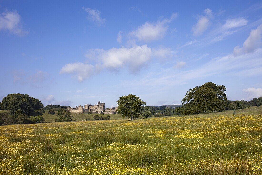 England,Northumberland,Field of Buttercups and Alnwick Castle