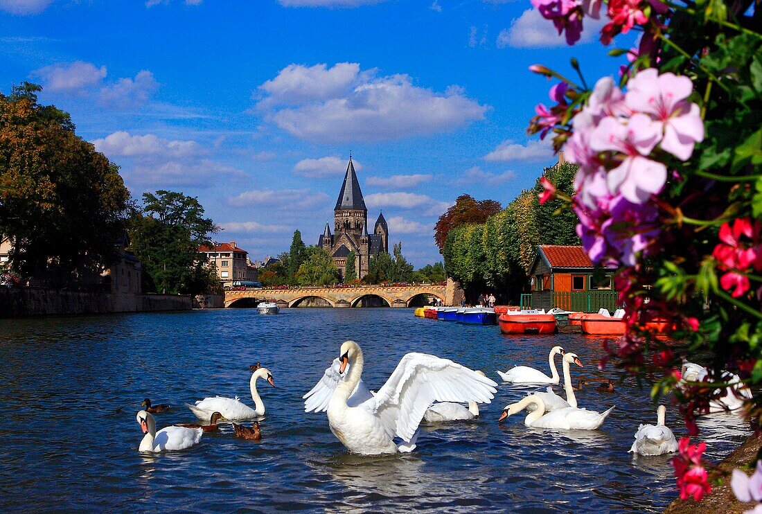 France, Moselle(57), Metz, river Moselle, with swans (Cygnus), the temple, the Middle Bridge