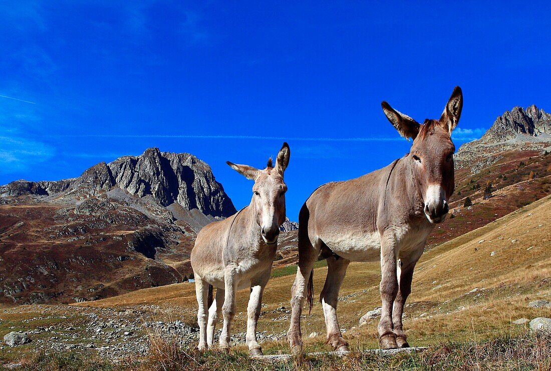 Common donkeys (Equus Asinus), seen in diving against a backdrop of mountains