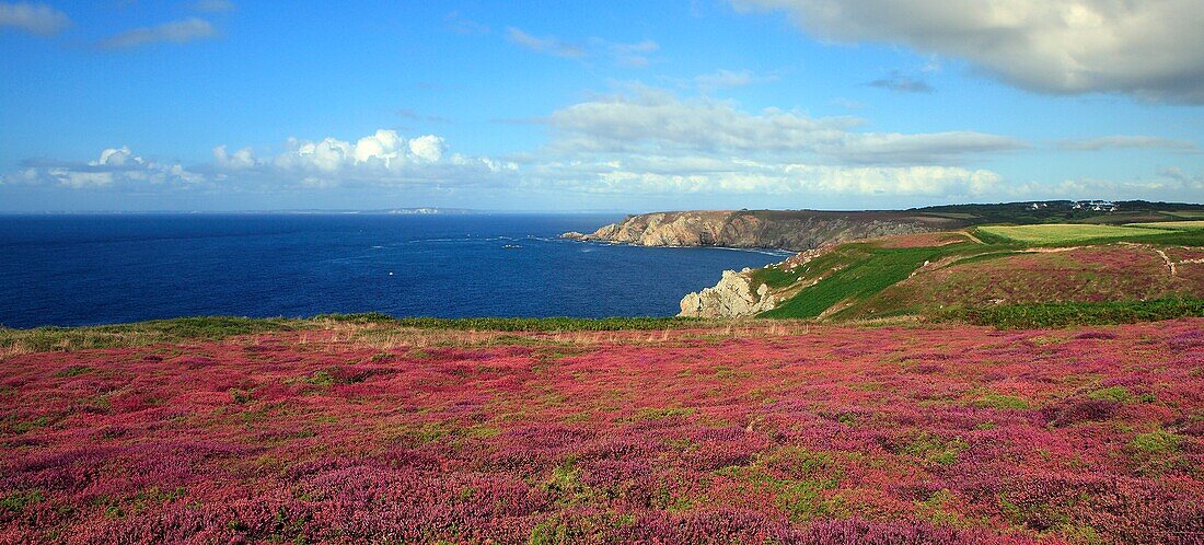 France, Finistère (29), Douarnenez Bay, Wild Coast flowered heather, on the horizon Crozon peninsula