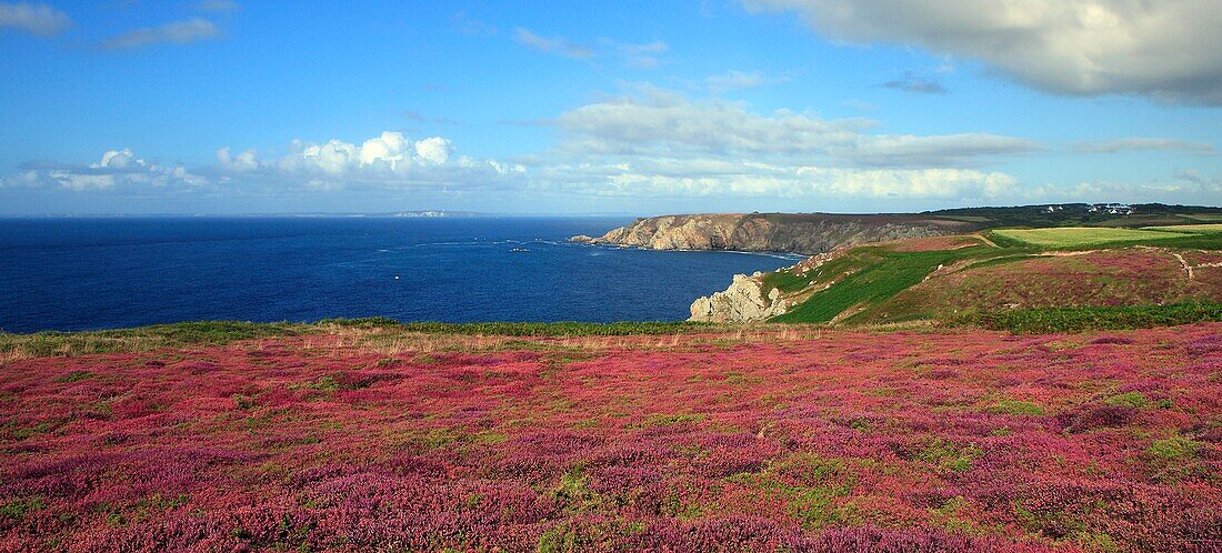 France, Finistère (29), Douarnenez Bay, Wild Coast flowered heather, on the horizon Crozon peninsula