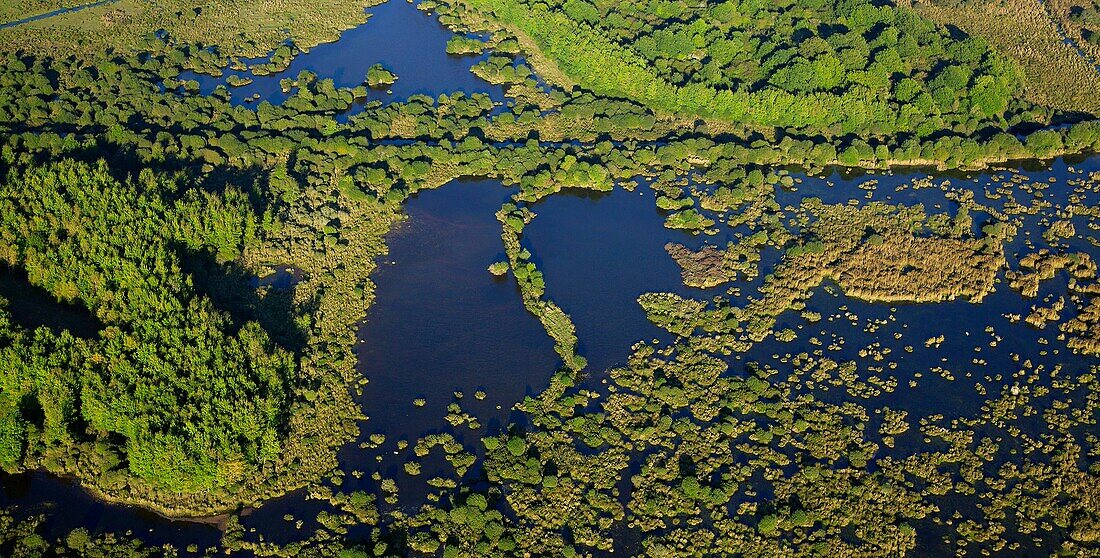 France, Loire-Atlantique (44), Saint Lyphard, regional park of the Grande Briere, (aerial view), the marsh landscape in spring
