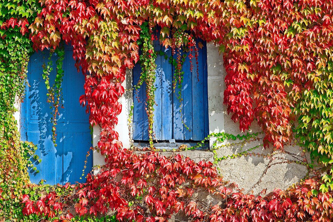 France, Details and front of house covered in red vine (Vitaceae Parthenocissus), and shutters painted blue