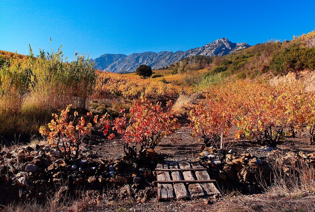 'France, Aude (11), Landscape of vineyards, the Wine Route. Côtes du Roussillon, view from the vineyard in autumn;'