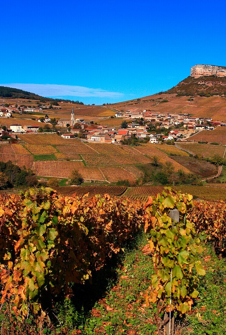 France, Saone-et-Loire (71), Vergisson Village Vineyard at the foot of the rock Vergisson, White Burgundy, Pouilly-Fuisse, fall since the wine route