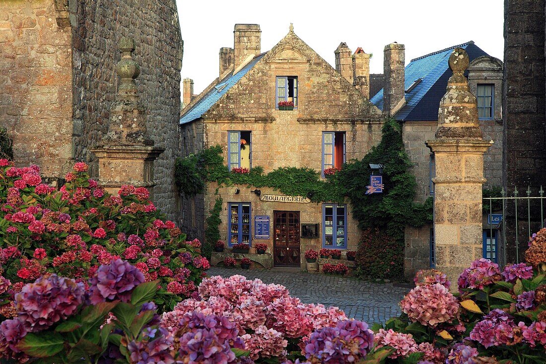 France, Finistère (29), Locronan, village labeled The Most Beautiful Villages of France, the houses of the church square, massive rhododendron (Ericaceae) in the foreground