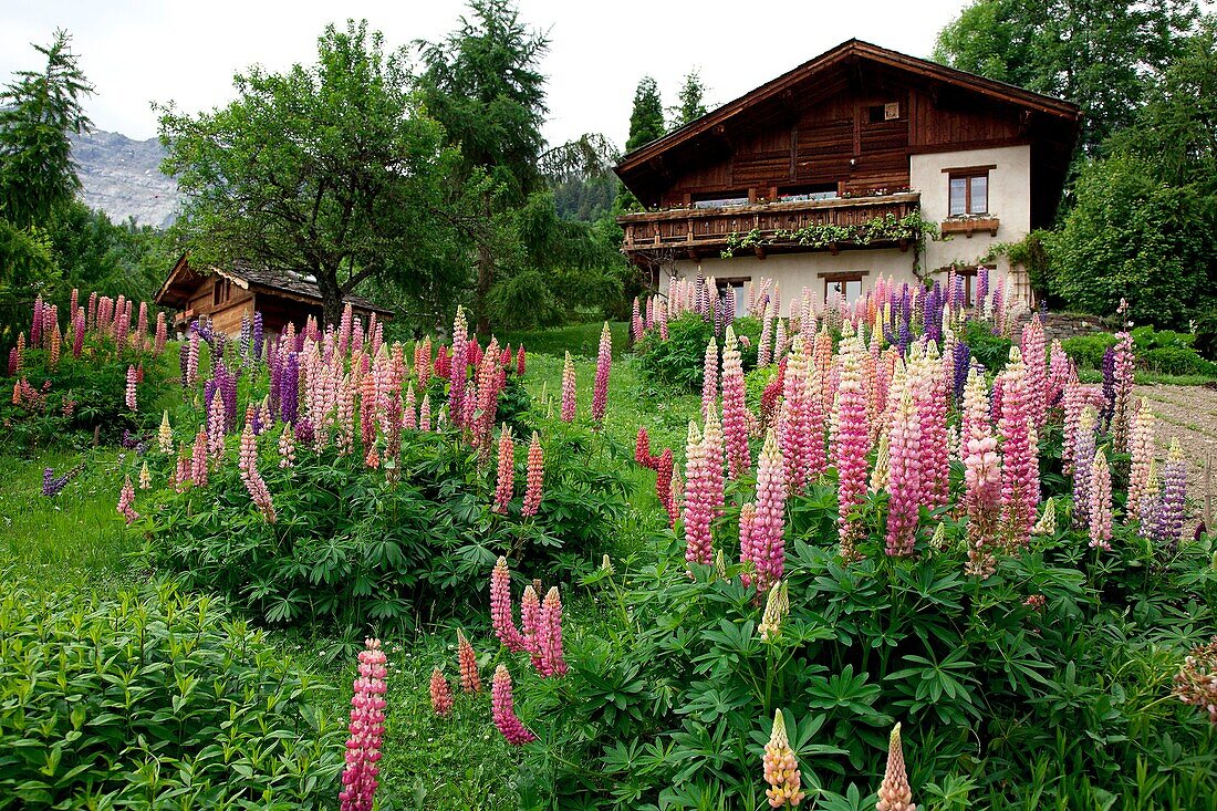 France, Haute-Savoie (74), cottage flowers, garden flowers, lupines (Lupinus), the Mont Blanc