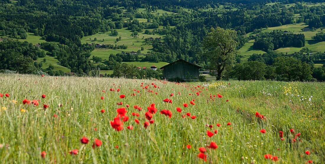 France, Haute-Savoie (74), the Mont Blanc, flowery meadow landscape with poppies