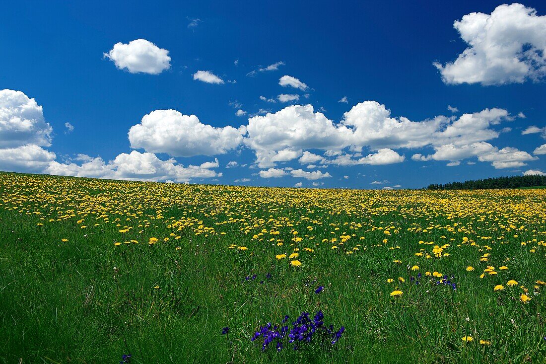 France (Haute-Loire (43), flowery fields of dandelions (Taraxacum), purple, blue sky with cumulus clouds