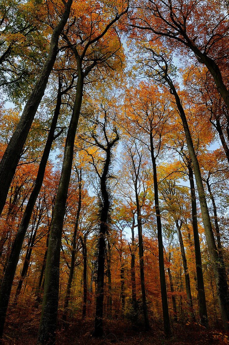 BEECH TREES FOREST IN AUTUMN, FORET DE COMPIEGNE, OISE, PICARDIE, FRANCE