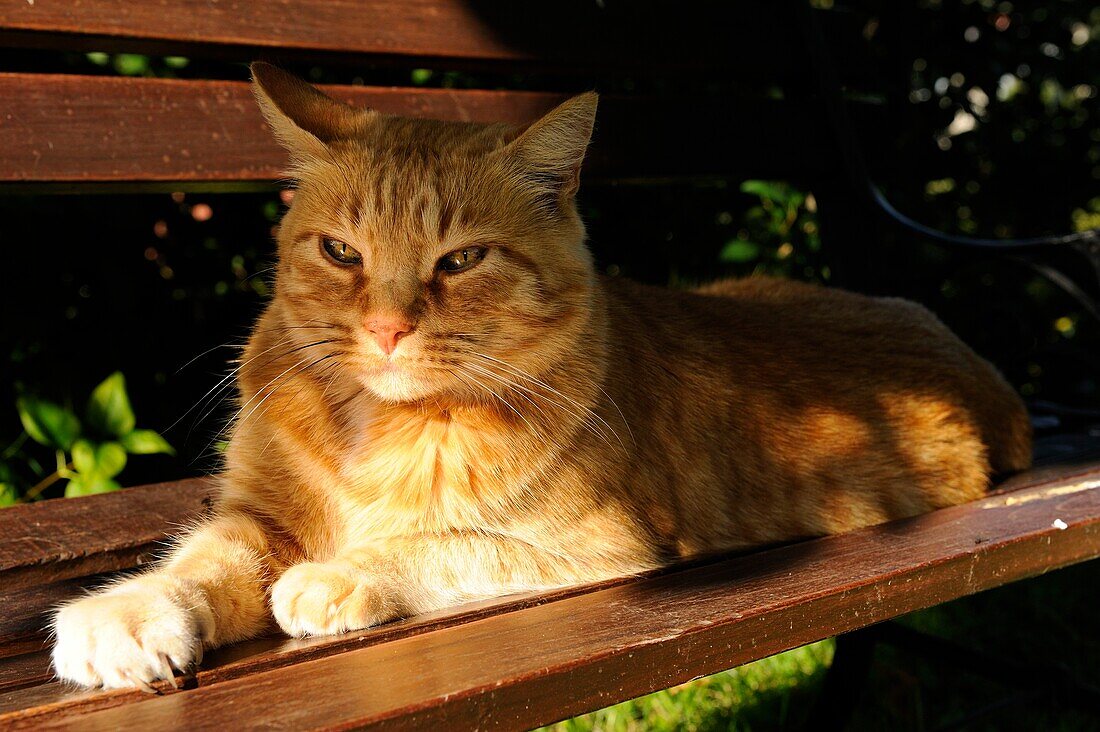 DOMESTIC CAT RESTING ON BENCH IN GARDEN, FRANCE