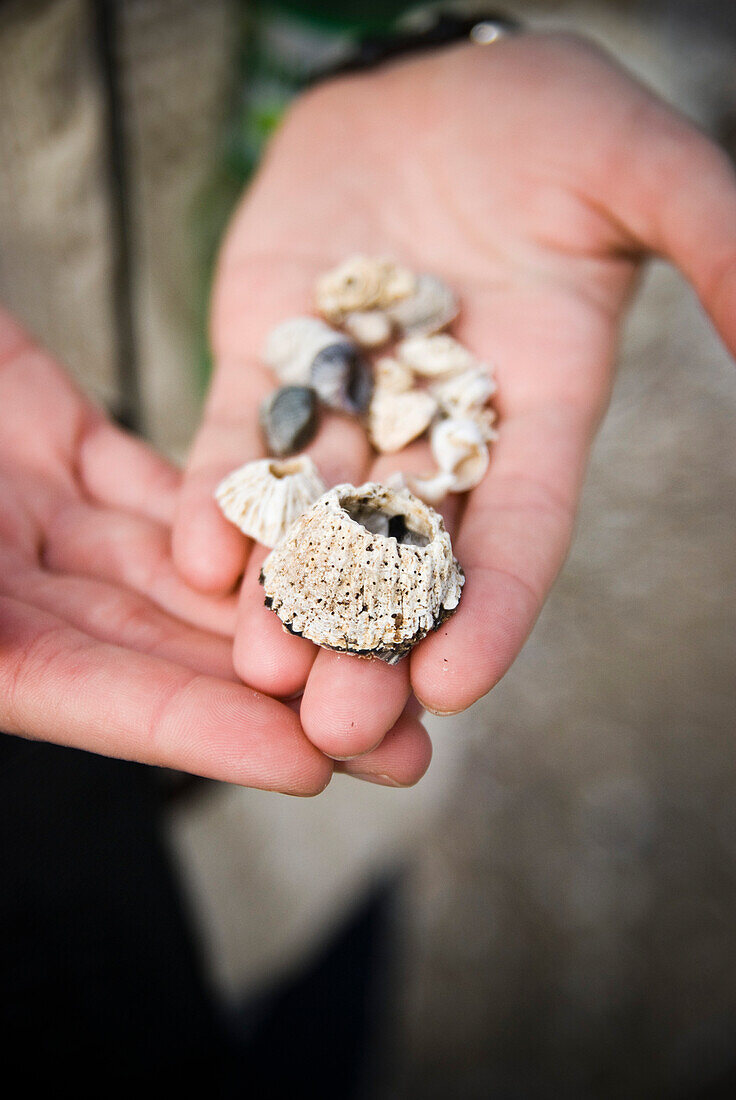 Woman's Hands Holding Shells