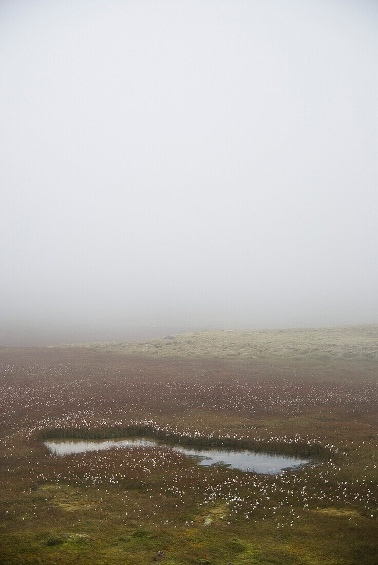 Small Pond in Foggy Green Field, Iceland