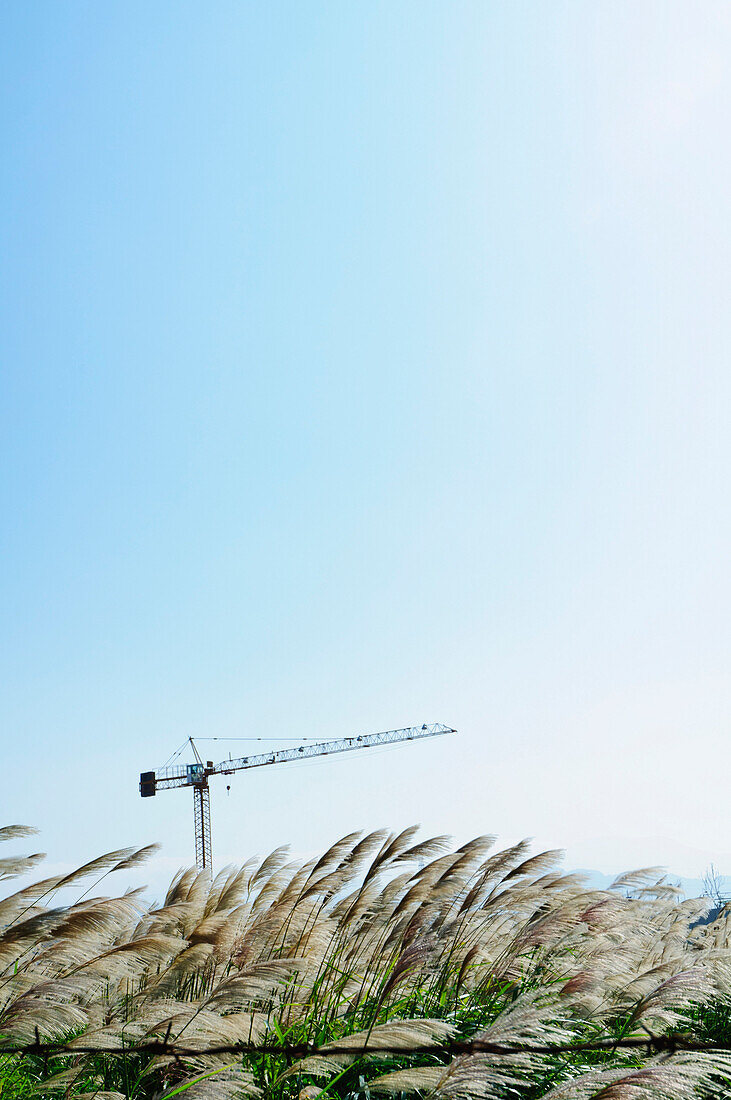 Building on wasteland. A construction site in Bade city, Taoyuan county, Taiwan, Asia. A crane and building equipment. Long grass moving in the wind. Development and growth., Construction site