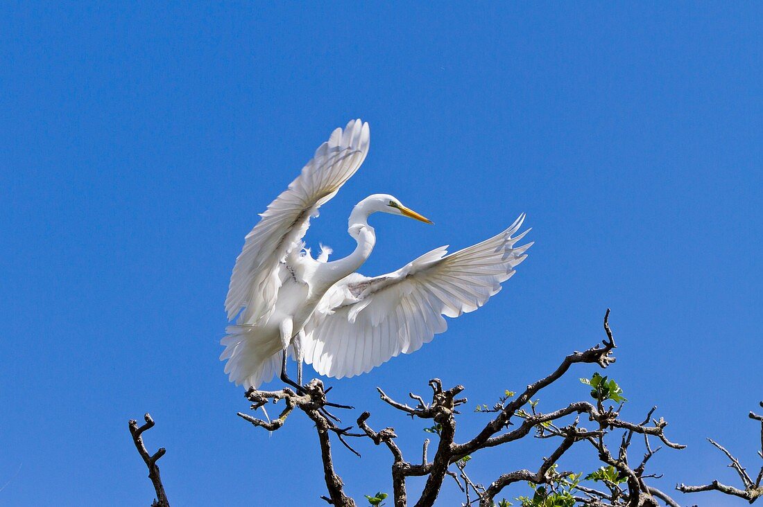 A great white egret in flight at the Alligator Farm rookery in St  Augustine, Florida, USA