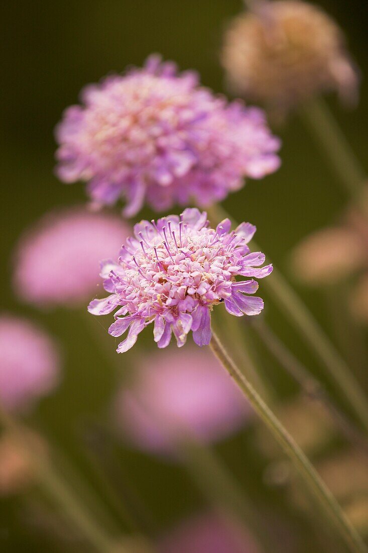 Scabiosa cretica Puig des Teix Tramuntana Valldemossa Mallorca Balearische Inseln Spanien