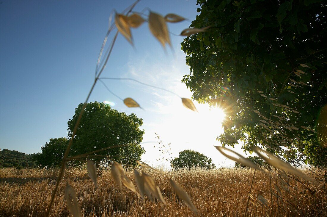 Higueras in a cornfield Sant Joan Mallorca Balearic Islands Spain