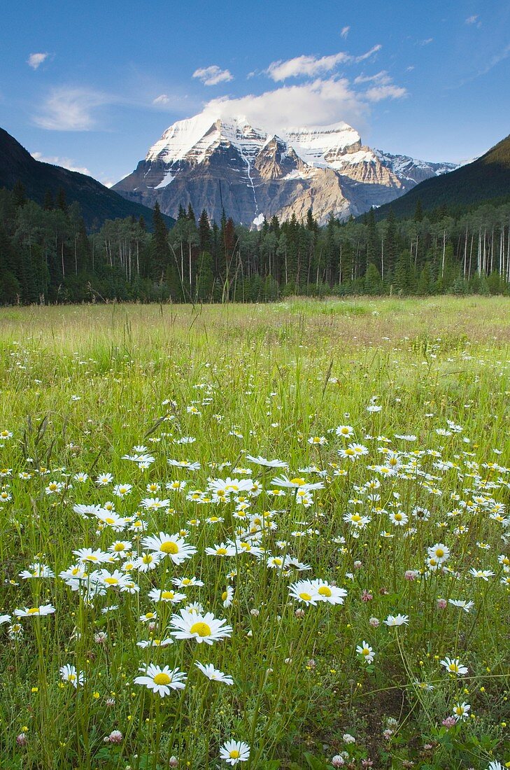 Wildflower meadows, Mount Robson Provincial Park British Columbia Canada