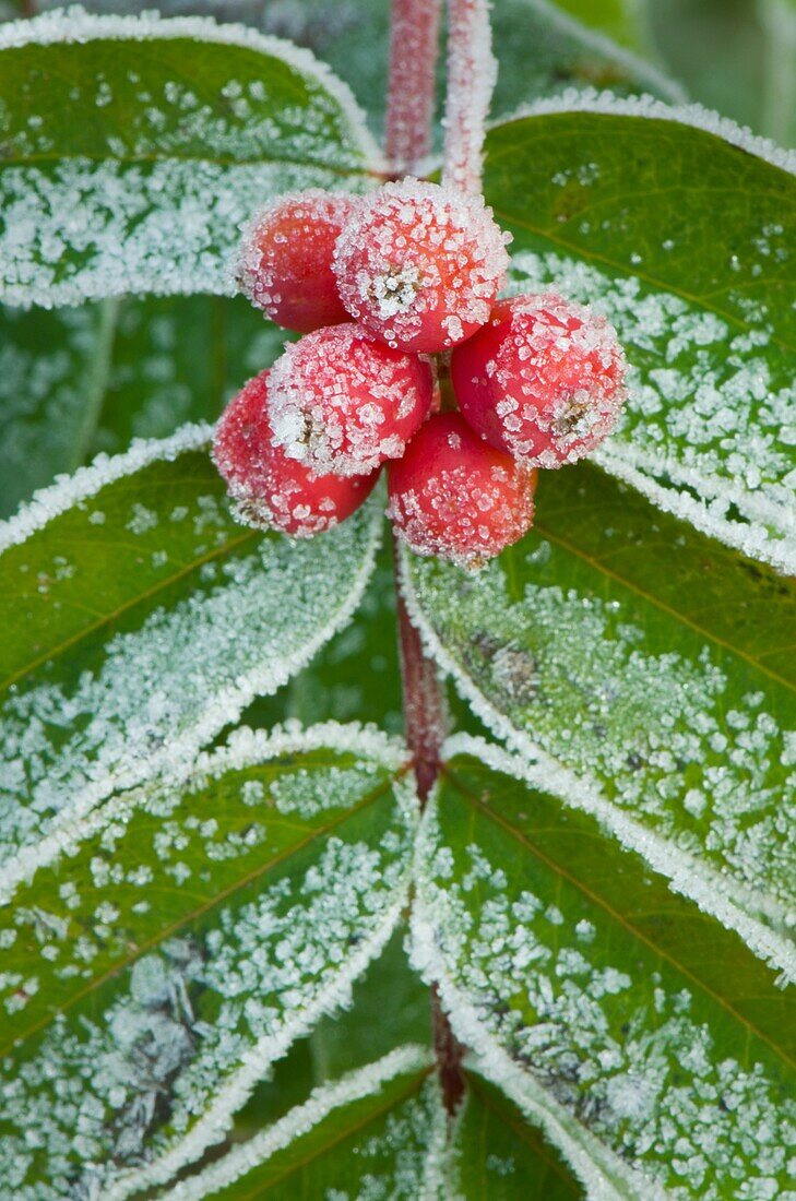 Frosted berries and leaves of Mountain Ash Sorbus scopulina North Cascades Washington