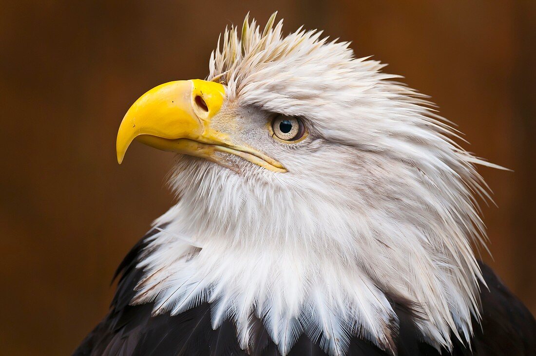 Bald eagle Haliaeetus leucocephalus, Deer Mountain Tribal Hatchery and Eagle Center, Ketchikan, Alaska USA