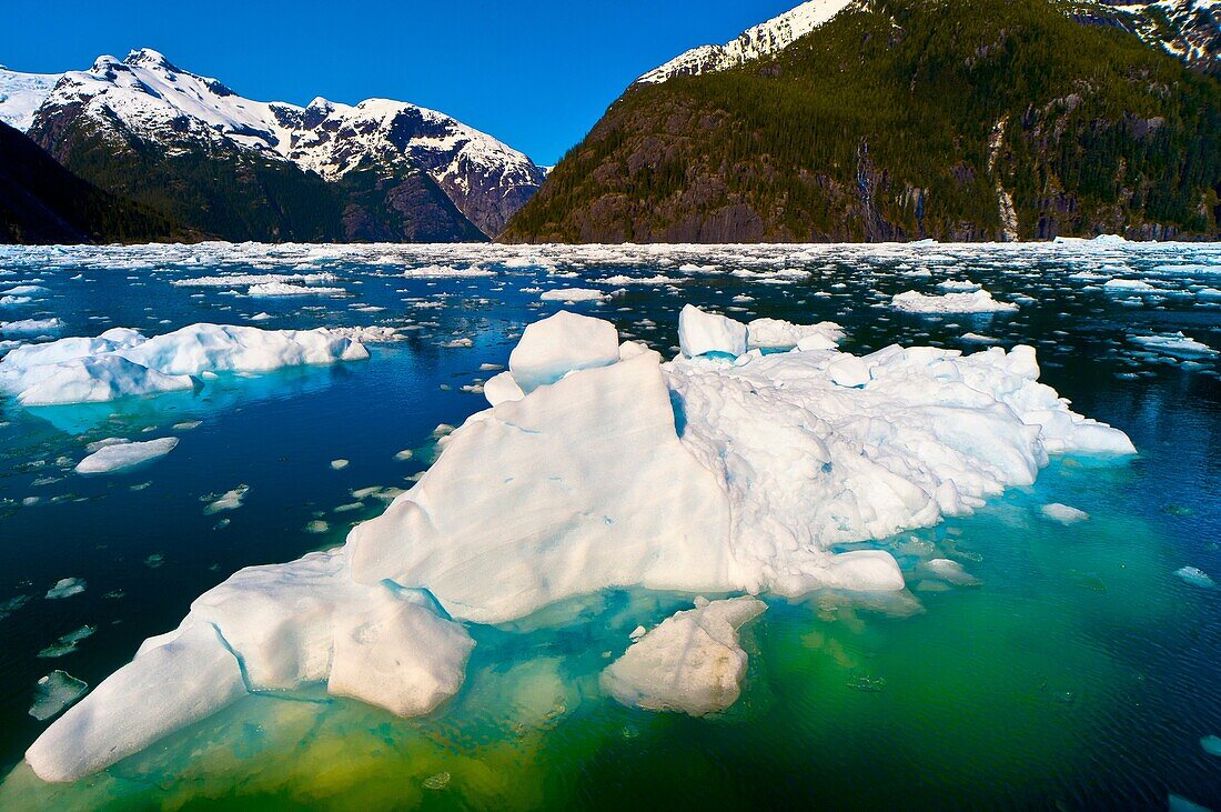 Icebergs and ice floes, LeConte Bay near LeConte Glacier, between Petersburg and Wrangell, southeast Alaska USA