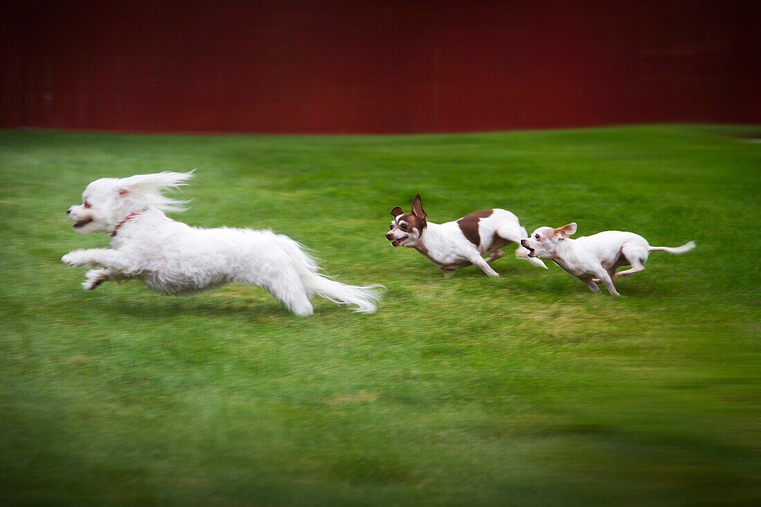 Chihuahuas chasing a Maltese Poodle in play