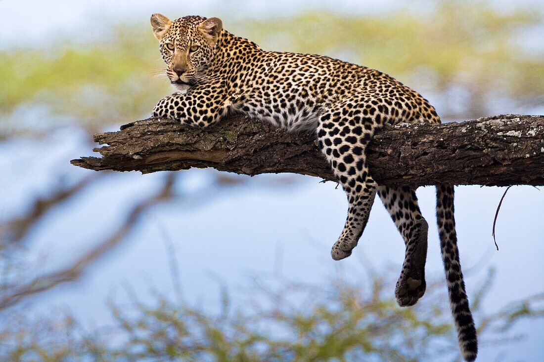 Leopard on tree