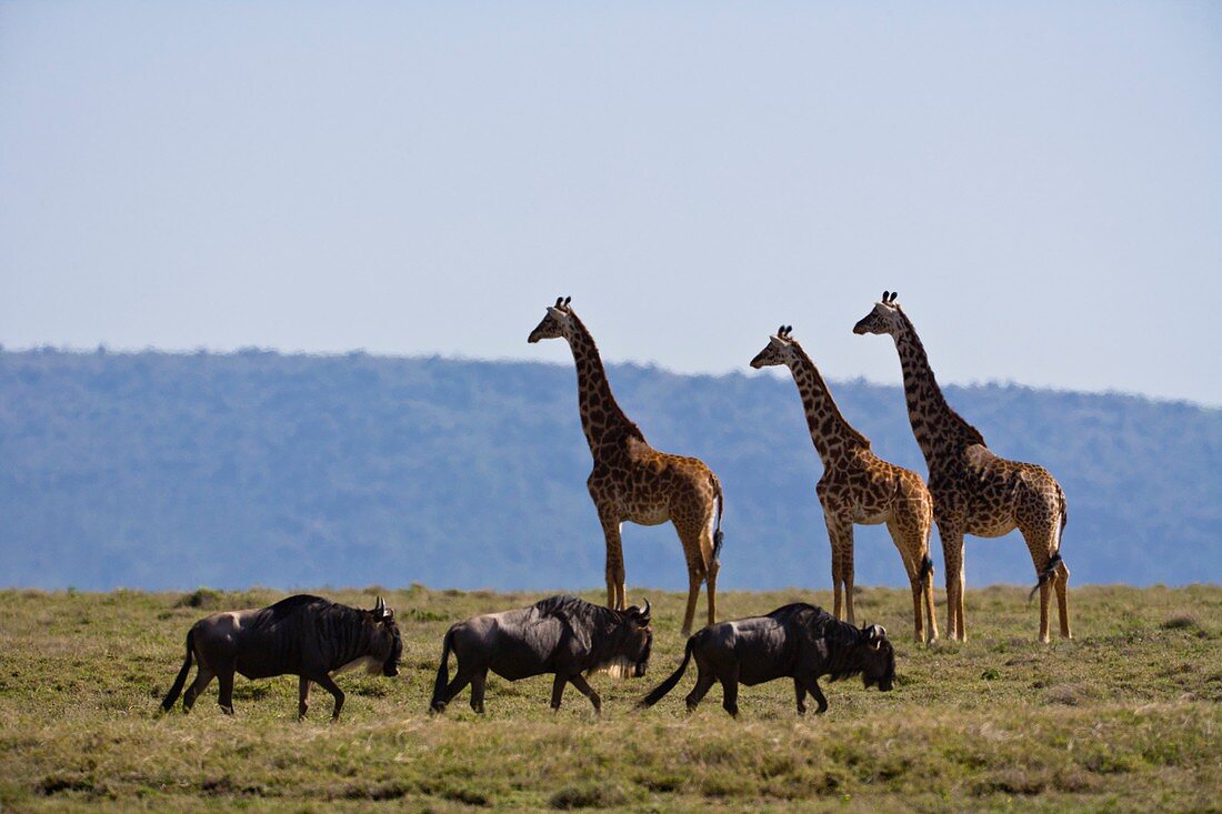 Masai giraffes and wildebeest walking in the Serengeti