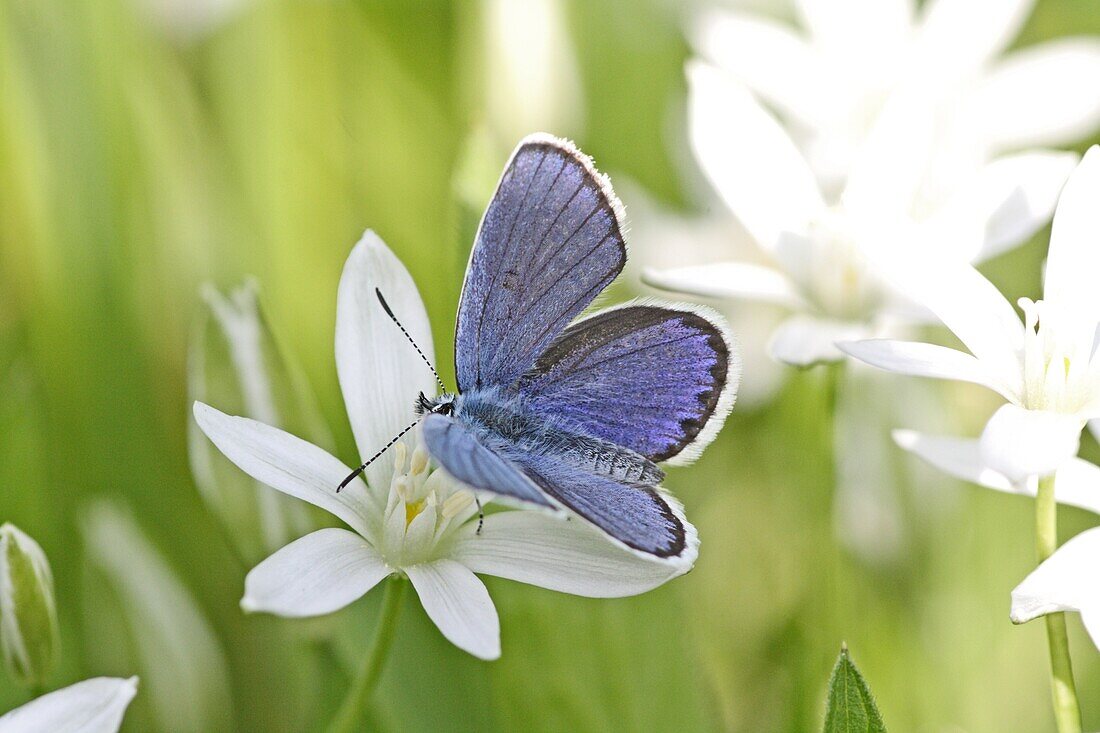 Common Blue, Polyommatus icarus perches on grass with Star-of-Bethlehem flowering in background