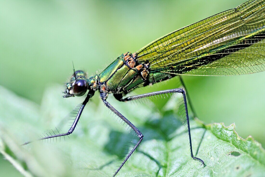 Western Demoiselle, Calopteryx xanthostoma, female  Mature female on grass  Metallic green damselfly with ruby tipped tail  Small white stigmata  male is metallic blue with banded wings   nearly identical to Claopteryx splendens, Banded Demoiselle