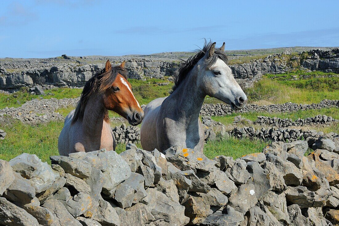 Ireland, County Galway, Aran Islands, Inishmore