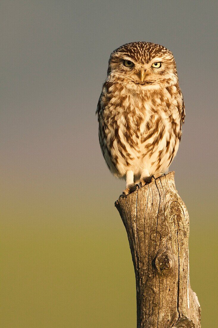 Little Owl in the host early in the afternoon when it starts its activity