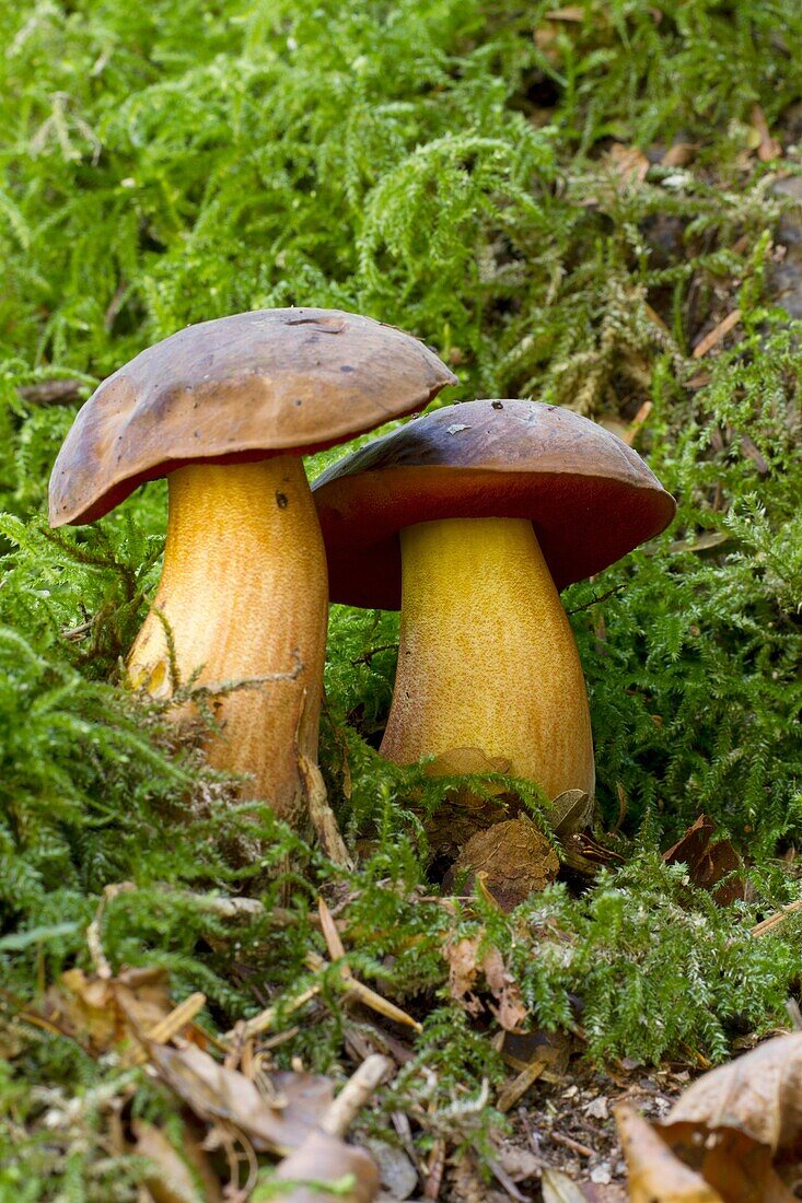 Boletus dupainii