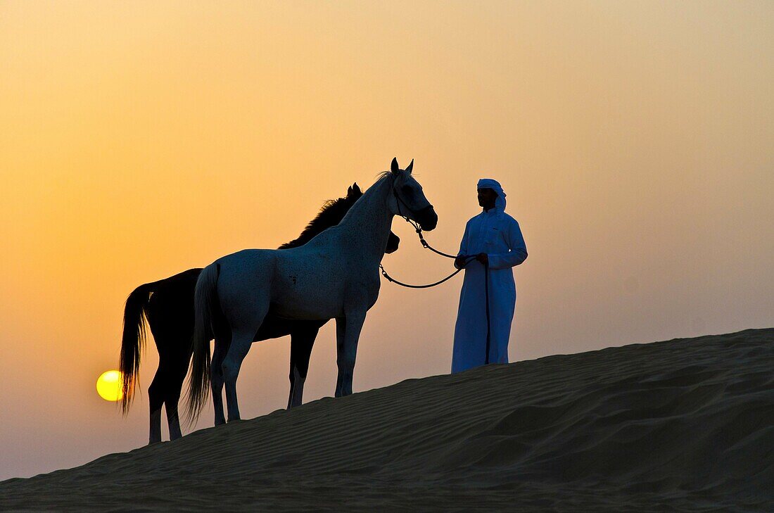 Arabian Horse in the Arabian Desert