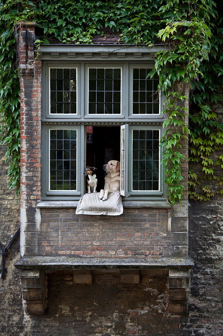 Dogs in a medieval construction in front of Vismarkt, Flanders, Belgium